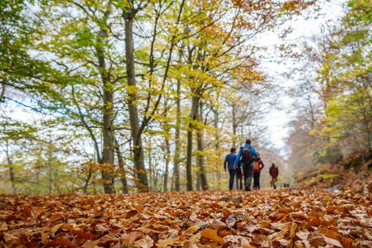 5 Stunning Foliage Hikes in Tennessee
